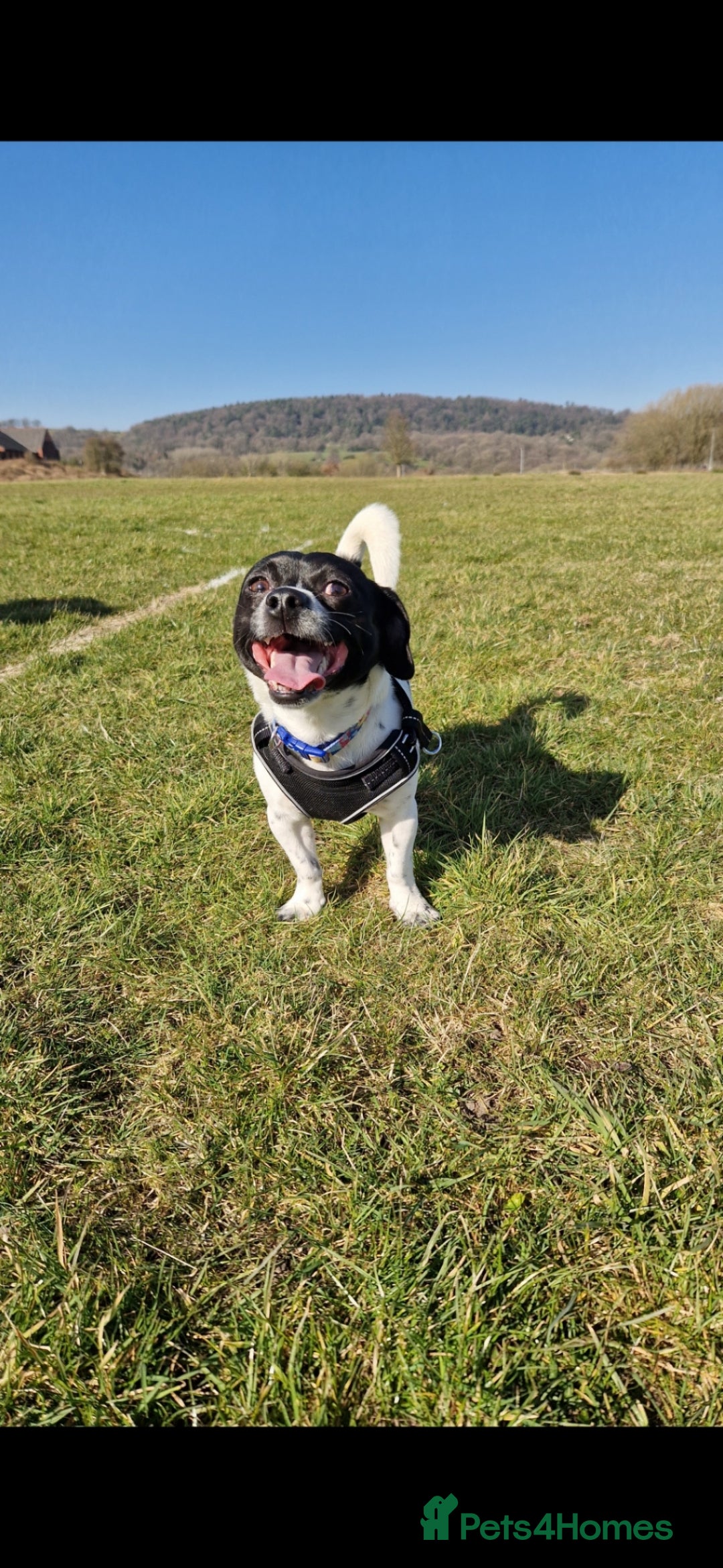 Jack Chi dogs for sale: JACK CHI PUPPIES  - Advert 2