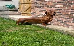 Dachshund dogs for sale: Shaded red male dachshund  - Image 2