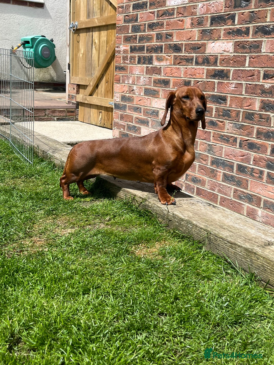 Dachshund dogs for sale: Shaded red male dachshund  - Image 2