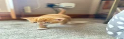 Mixed Breed cats for sale: Cute cats for sell in Maldon - Advert 3