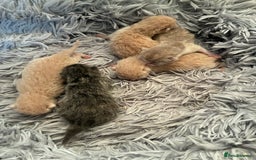 British Shorthair cats for sale: 5 TICA BRITISH SHORTHAIRED KITTENS - Image 12