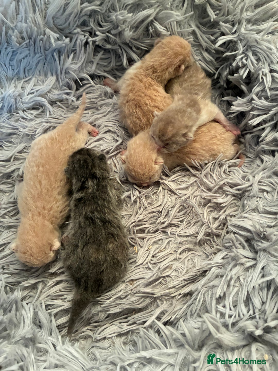 British Shorthair cats for sale: 5 TICA BRITISH SHORTHAIRED KITTENS - Image 12
