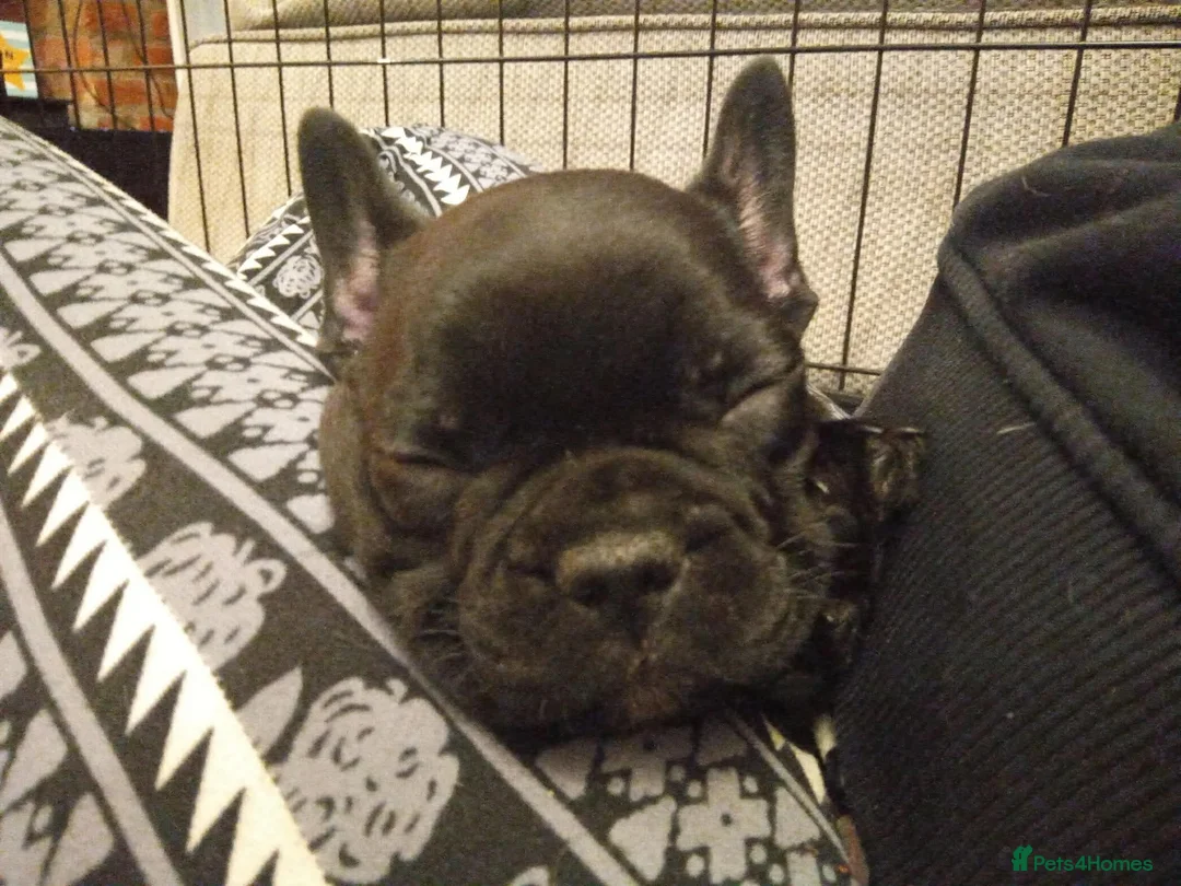 French Bulldog dogs for sale: French Bulldog puppies - Advert 2