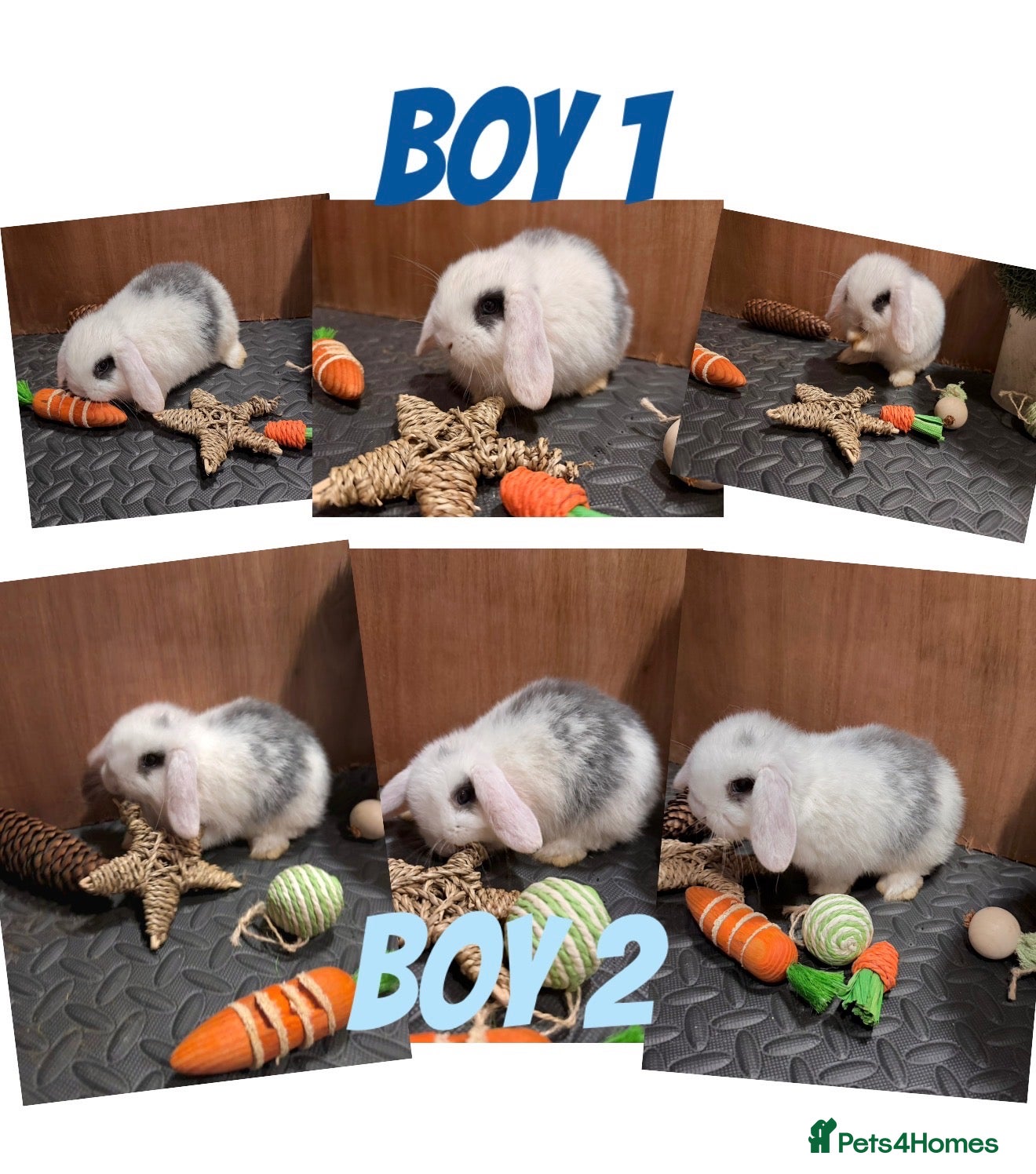 Mini Lop rabbits 2 Minilop babies left ready now - Advert 9