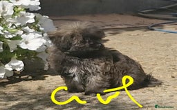 Maltipoo dogs for sale: Beautiful MALTIPOO Puppies - Reduced! - Image 10