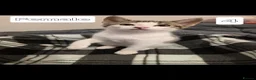 Mixed Breed cats for sale: Sweet little babies.  - Advert 7