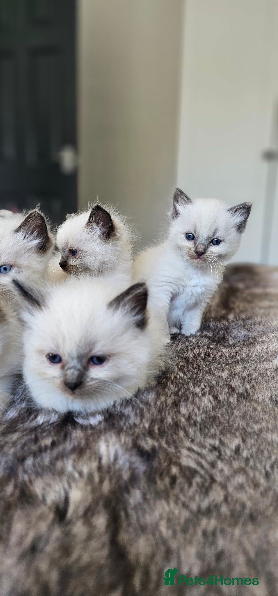 Ragdoll cats stunning  ragdoll kittens  - Advert 16