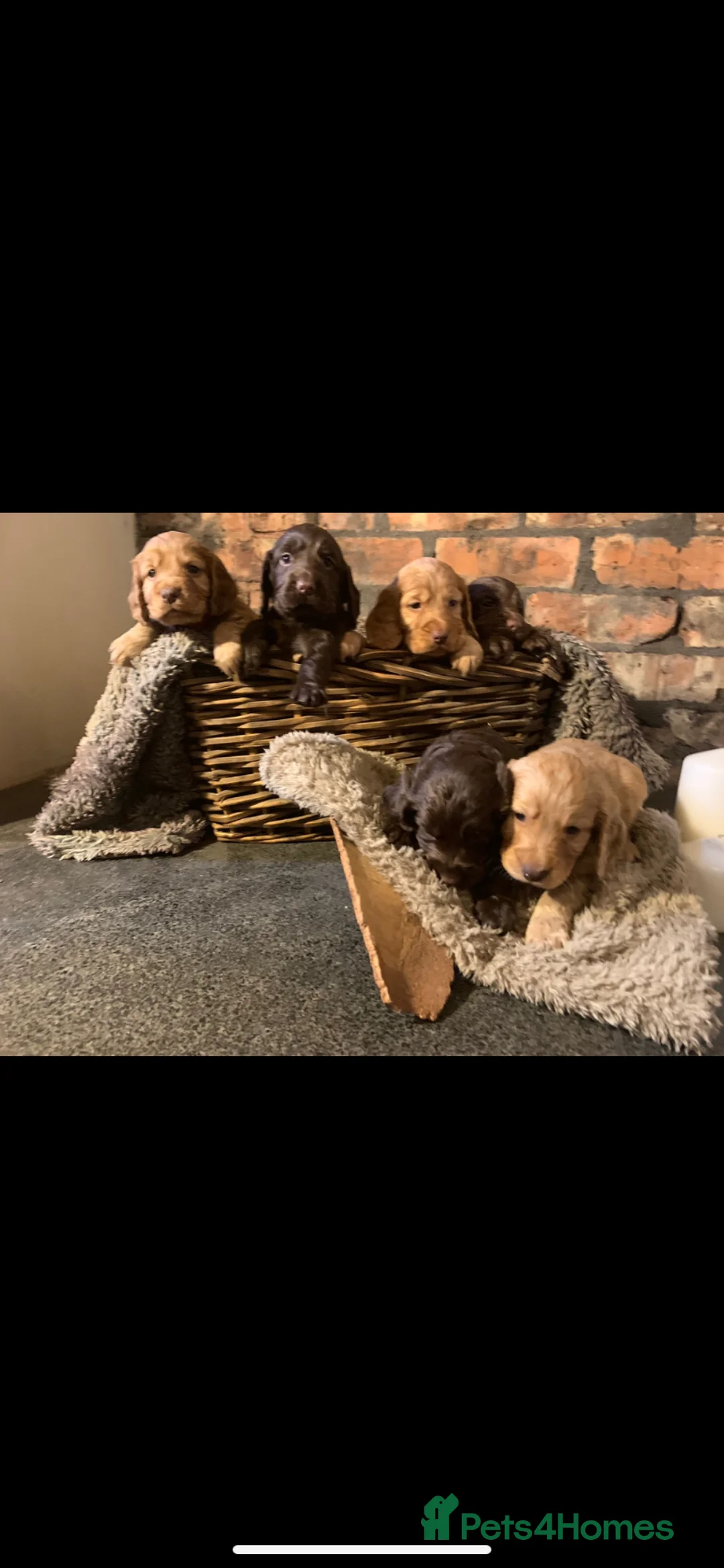 Cocker Spaniel dogs for sale: Working cocker spaniel puppies - Advert 2