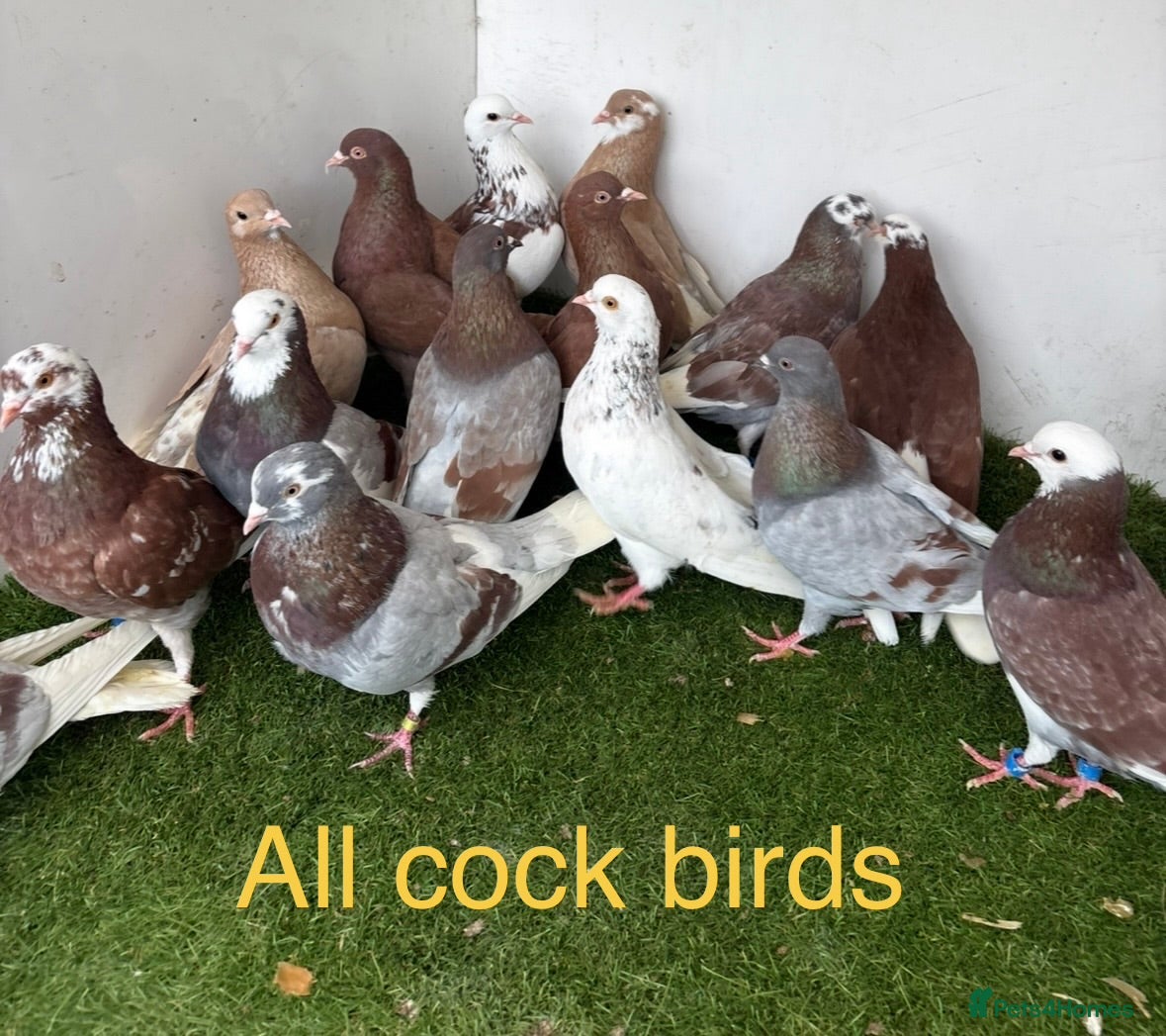 Pigeons birds Birmingham rollers - Advert 1