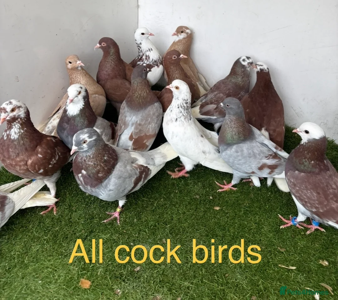 Pigeons birds for sale: Birmingham rollers - Advert 1