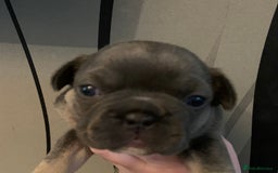 French Bulldog dogs for sale: French bulldogs need loving new homes - Advert 11