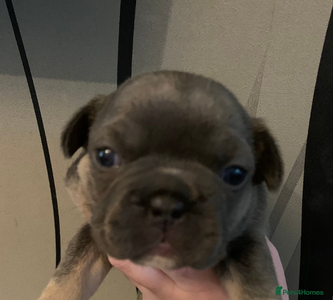 French Bulldog dogs for sale: French bulldogs need loving new homes - Advert 11