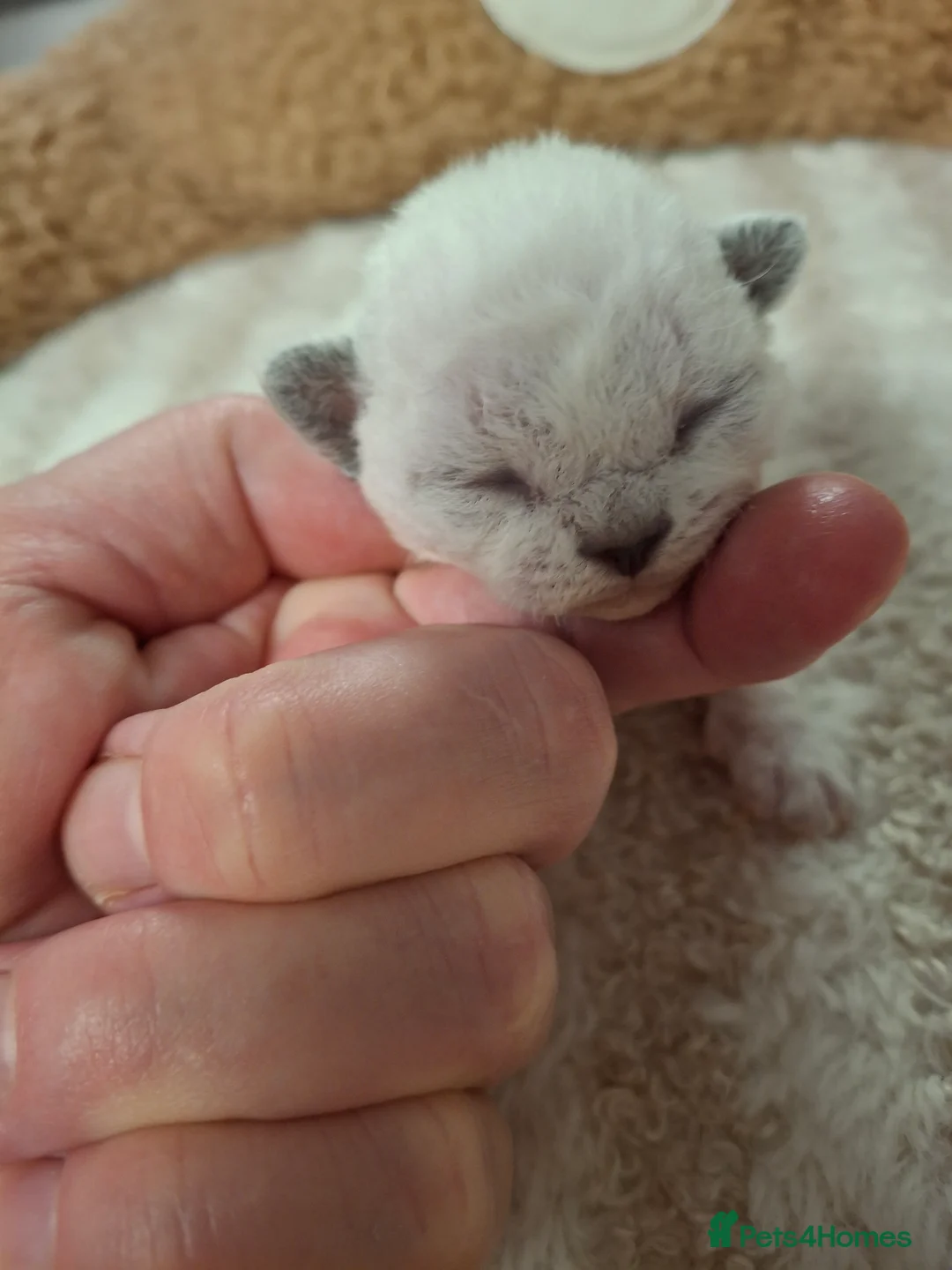 Devon Rex cats for sale: Gorgeous girls Devon FIFE registered - Advert 7