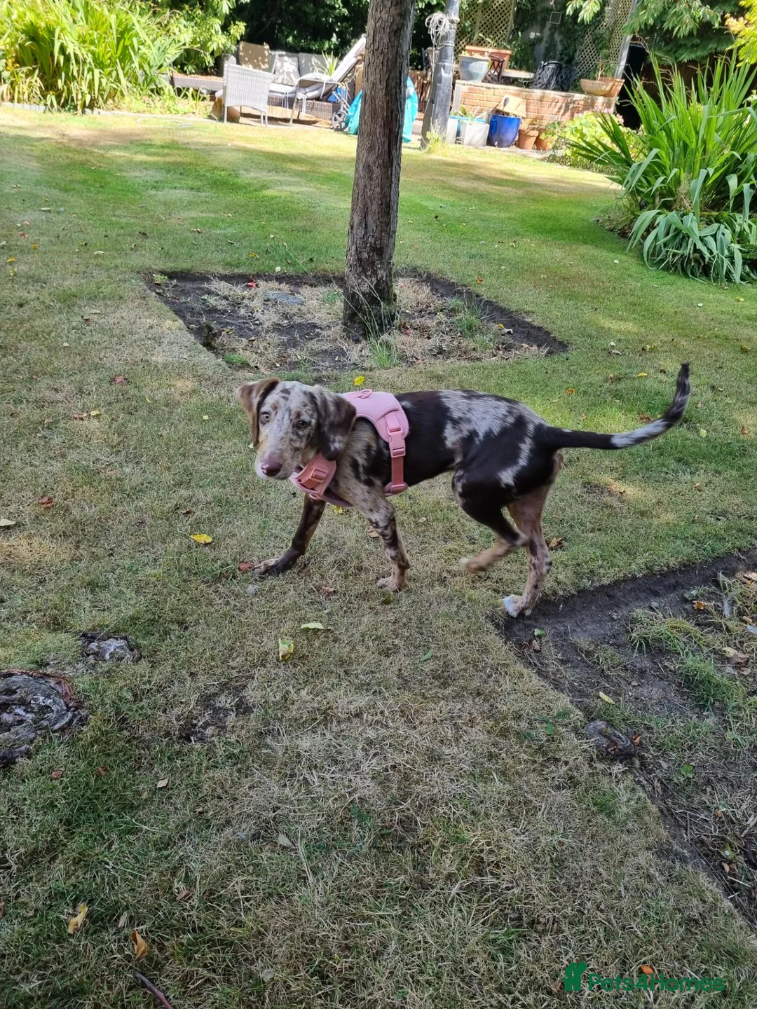 Mixed Breed dogs for sale: Sprocker poodle lab mix - Advert 6