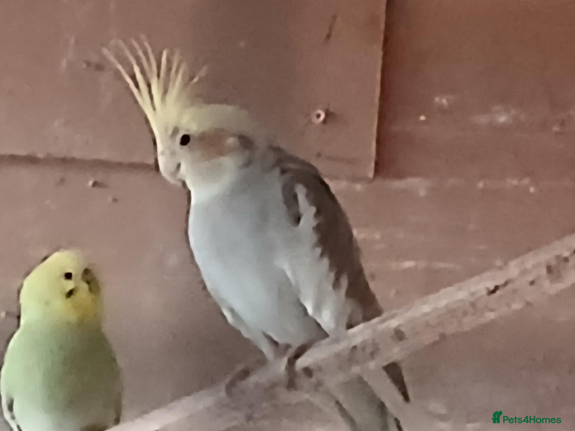 Cockatiels birds for sale:  5 cockatiels 3 red rumps - Advert 1