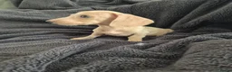 Miniature Dachshund dogs for sale: LAST 3x Dachshund boys ready NOW fully vacs - Advert 13