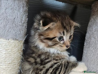 British Shorthair cats British short hair x Scottish fold - Advert 18