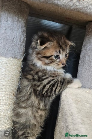 British Shorthair cats British short hair x Scottish fold - Advert 2