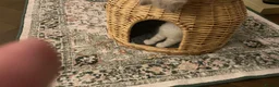 Neva Masquerade cats for sale: Neva masquerade kittens tica full ped in Derby - Advert 7