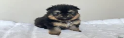 Pomeranian dogs for sale: KC Reg Pomeranians🐾Rare Colours🐾Licensed Breeder - Advert 6
