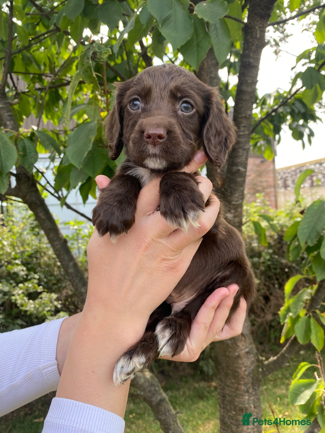 Cocker Spaniel dogs for sale: Carefully bred Kc FTW sired cocker spaniel pups,  - Image 24