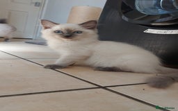 Ragdoll cats for sale: Ragdoll Kittens Championship DNA tested GCCF reg - Image 12