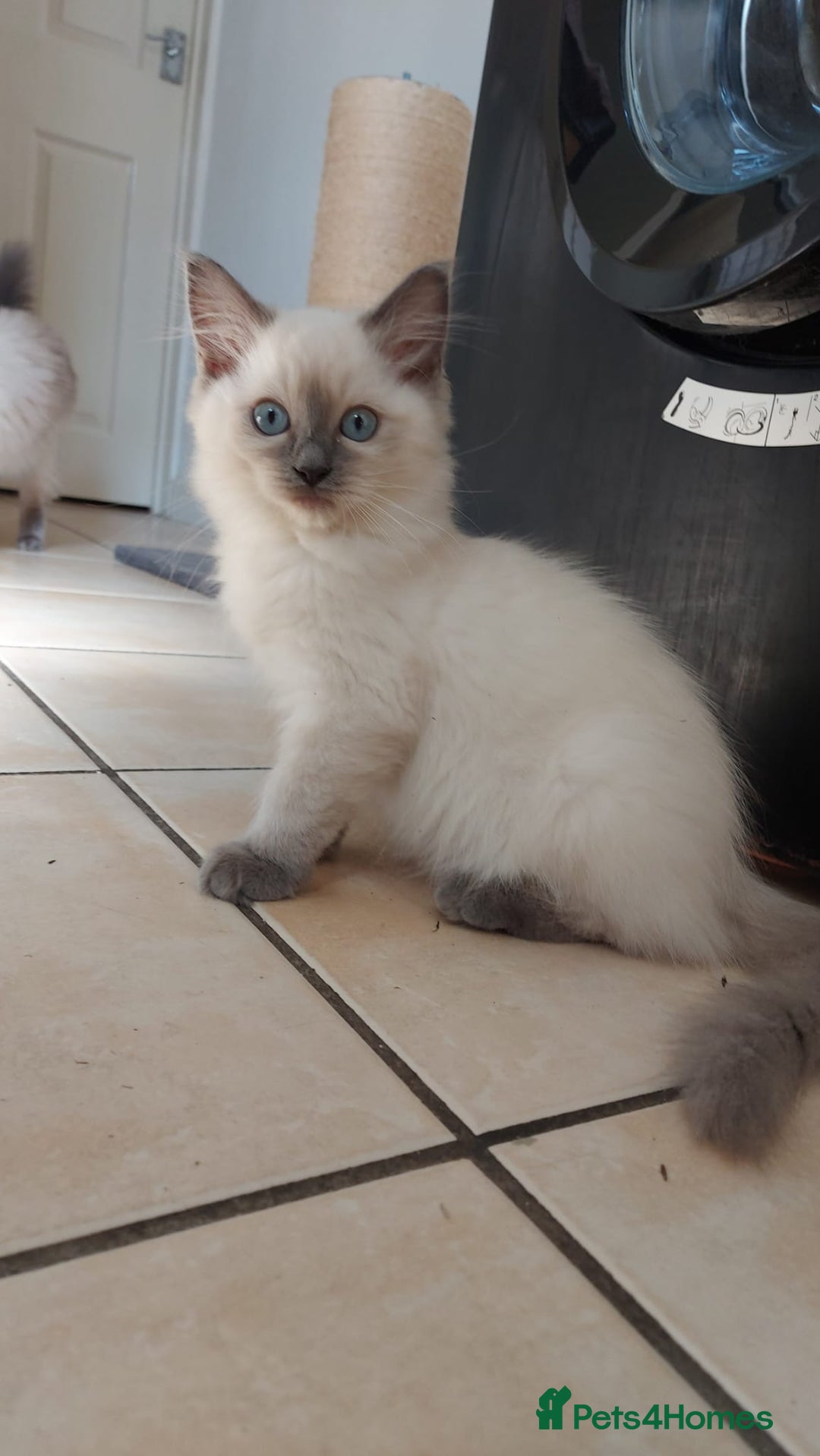 Ragdoll cats for sale: Ragdoll Kittens Championship DNA tested GCCF reg - Image 12