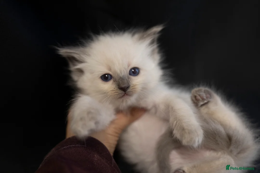 Ragdoll cats for sale: Ragdoll kittens bi color - Advert 20