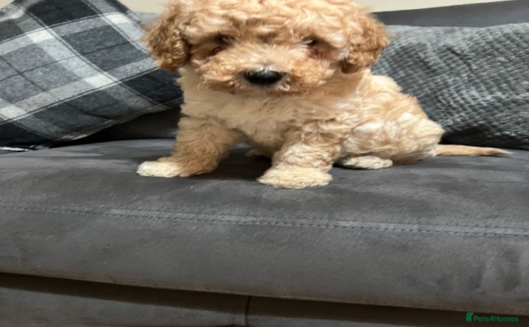 Cavapoo dogs - Advert 6