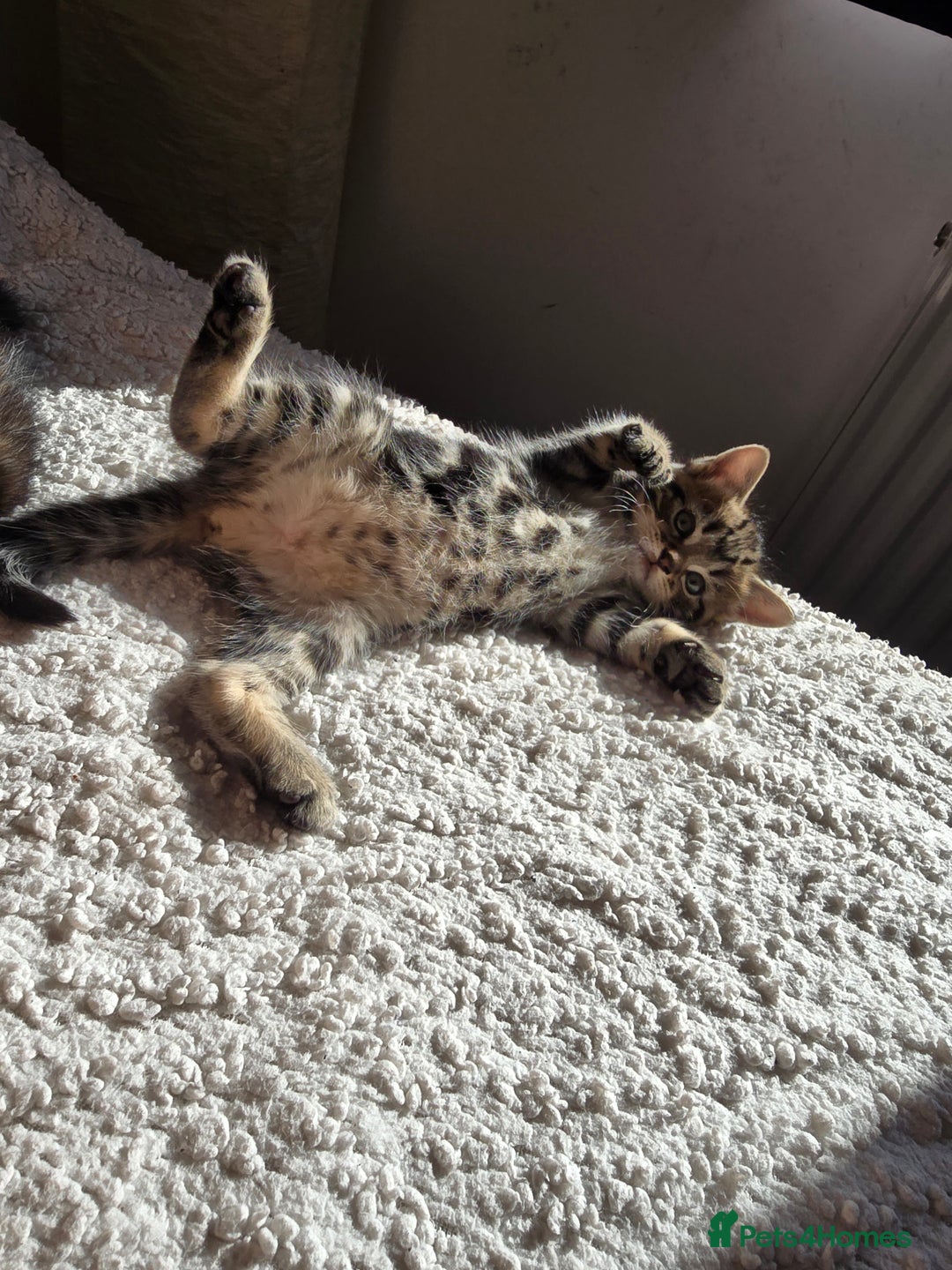 British Shorthair cats for sale: 🐱Four  Sisters Looking for Their Forever Homes!  - Image 20