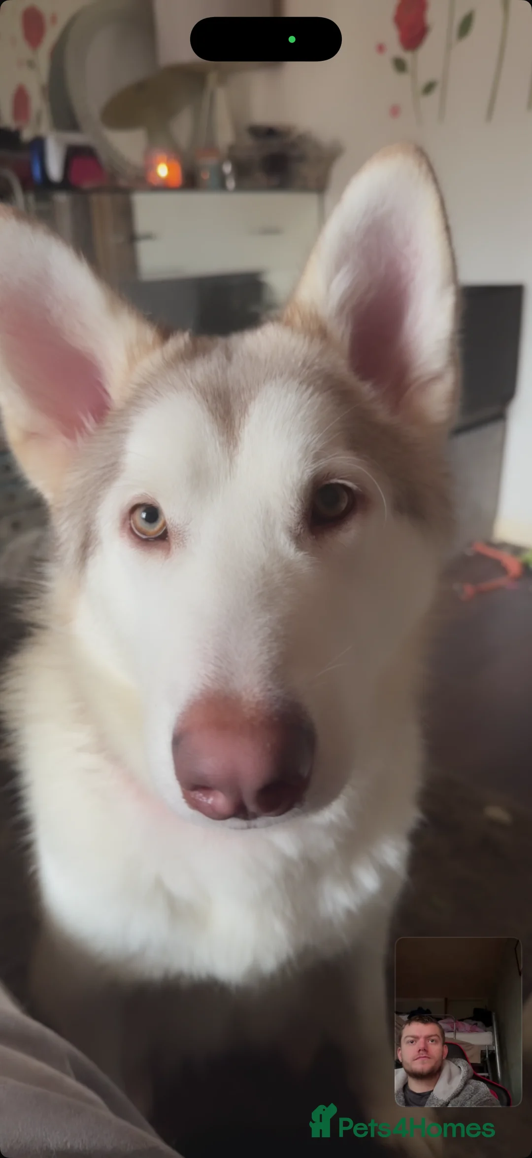 Alaskan Malamute dogs for sale: Alaskan malamute sisters  - Advert 2