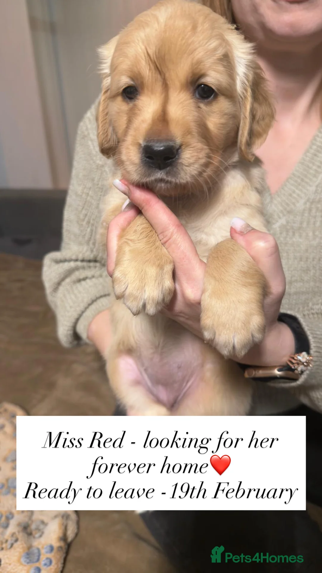 Golden Retriever dogs for sale: Beautifully Coloured Golden Retriever Puppies - Advert 1