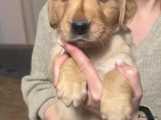 Golden Retriever dogs Beautifully Coloured Golden Retriever Puppies - Advert 8