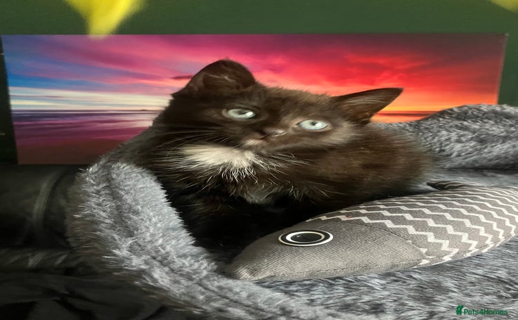 American Shorthair cats - Advert 3
