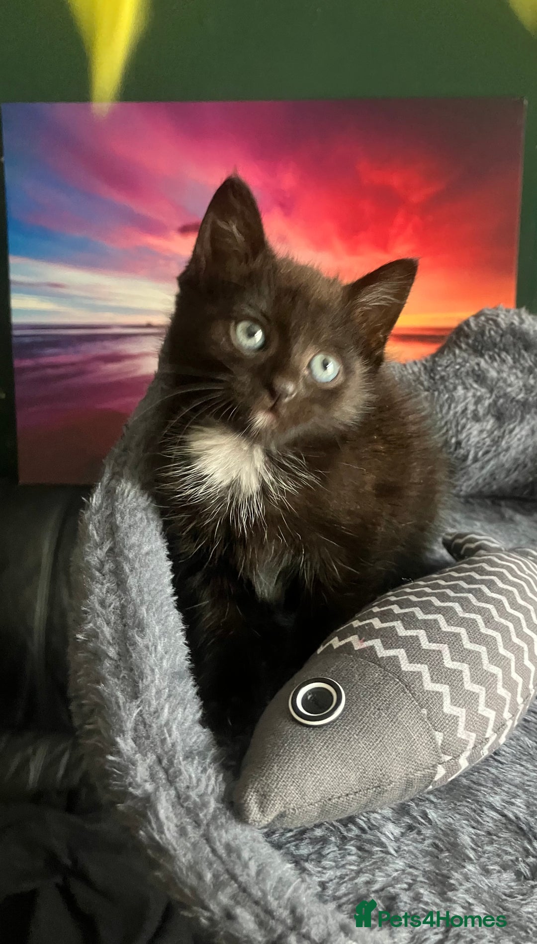 American Shorthair cats for sale: BEAUTIFUL AMERICAN SHORTHAIR 🐈‍⬛ ALL INCLUSIVE 🤩 - Image 1