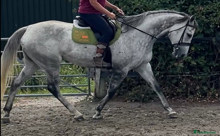 English Thoroughbred horses for sale - Advert 1