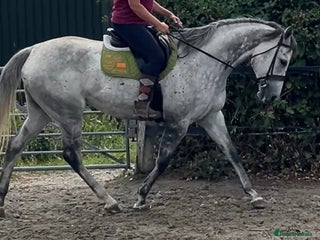 English Thoroughbred horses - Advert 4