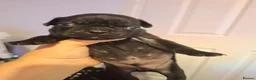 Frug dogs for sale: Frug puppies for sale. - Advert 2