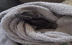 Mixed Breed rabbits for sale: Netherland dwarf and swiss fox mix breed bunny - Advert 1