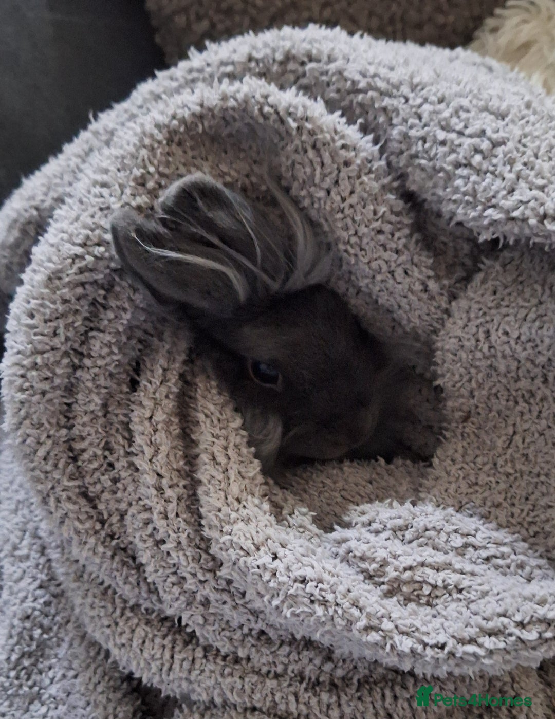 Mixed Breed rabbits for sale: Netherland dwarf and swiss fox mix breed bunny - Advert 1