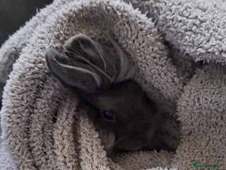 Mixed Breed rabbits Netherland dwarf and swiss fox mix breed bunny - Advert 1