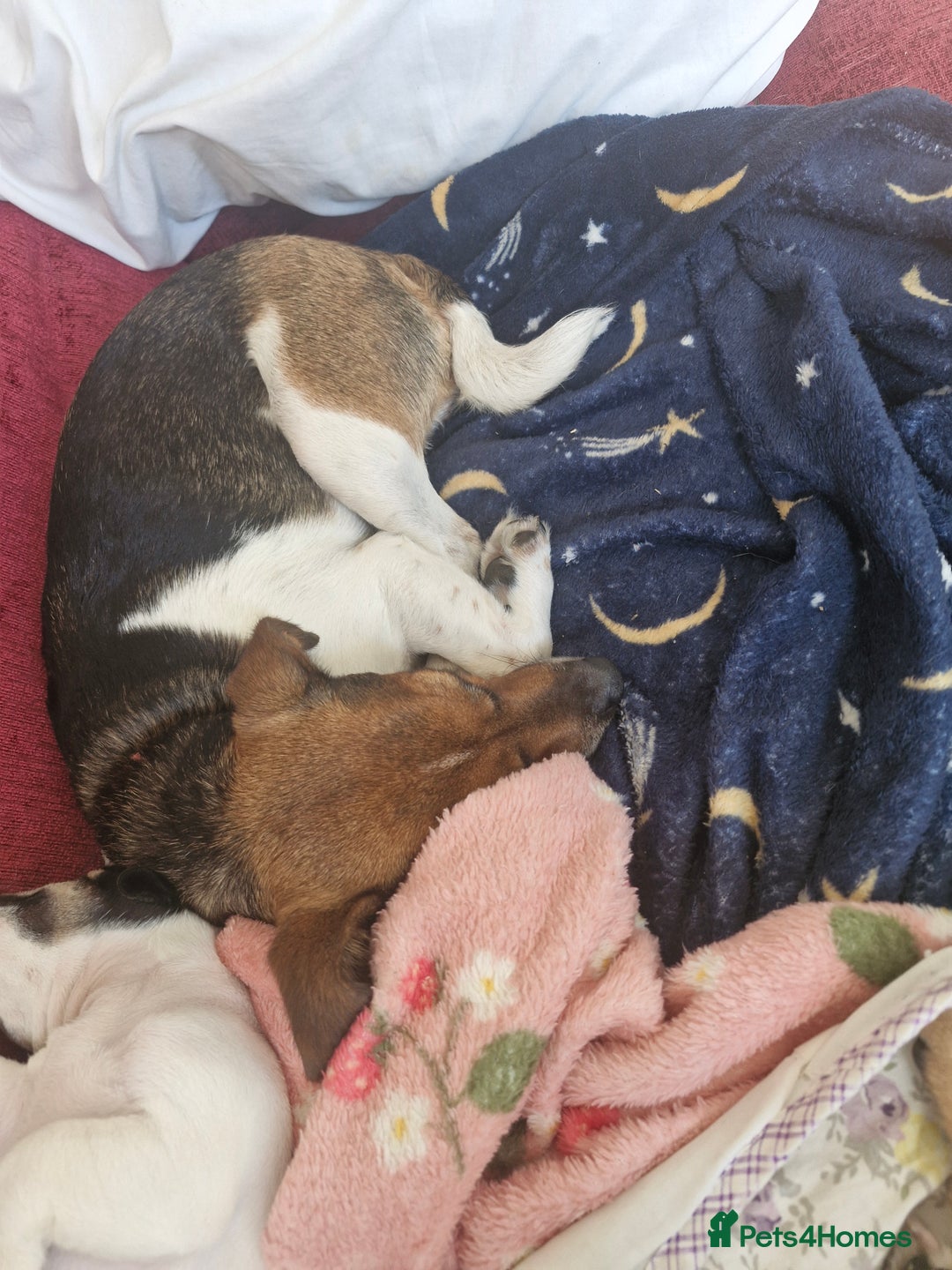 Jack Russell dogs for sale: Pick of the litter. Jack Russell girl - Advert 16