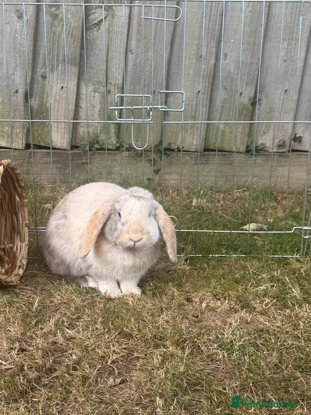 Mini Lop rabbits for sale: Mini Lop Buck for rehoming in Liskeard - Advert 4