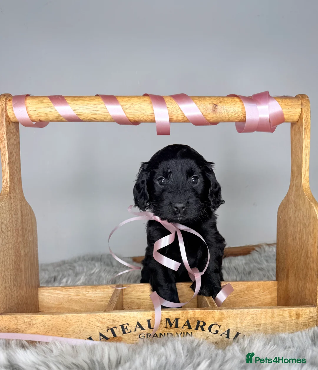 Australian Labradoodle dogs for sale: Australian labradoodle  - Advert 7