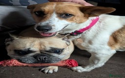 Mixed Breed dogs for sale: Pretty Pixie 😍 - Image 14