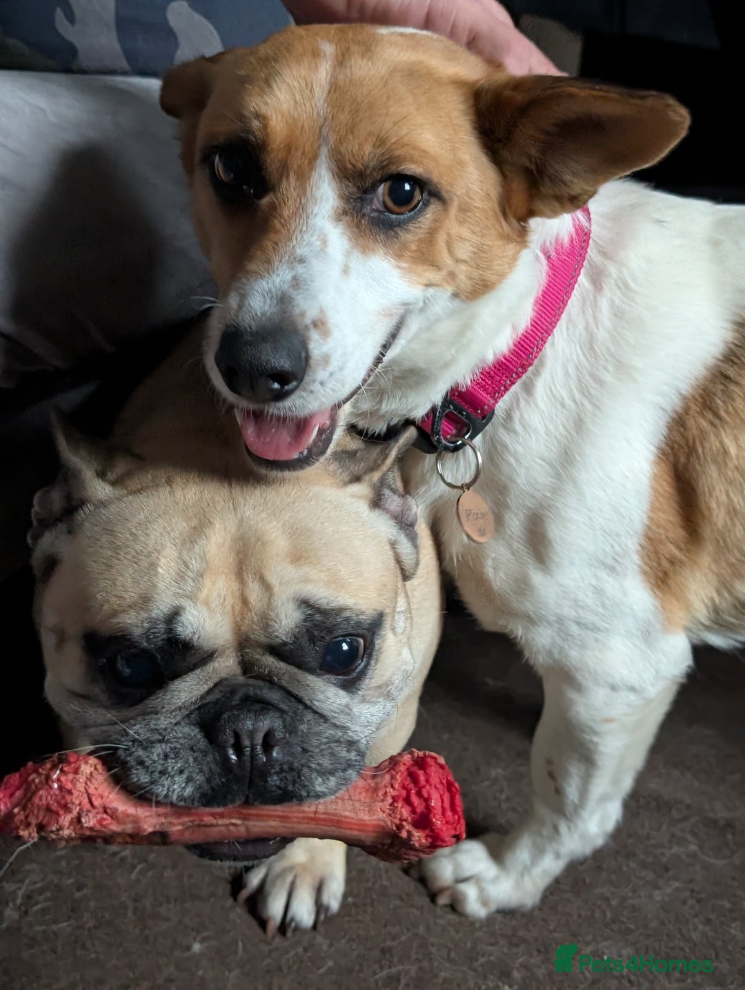 Mixed Breed dogs for sale: Pretty Pixie 😍 - Image 14