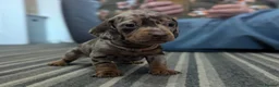 Dachshund dogs for sale: Gorgeous Smooth-Haired Dachshund Puppies - Advert 18