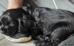 Cocker Spaniel dogs for sale: Boy pup  - Image 1