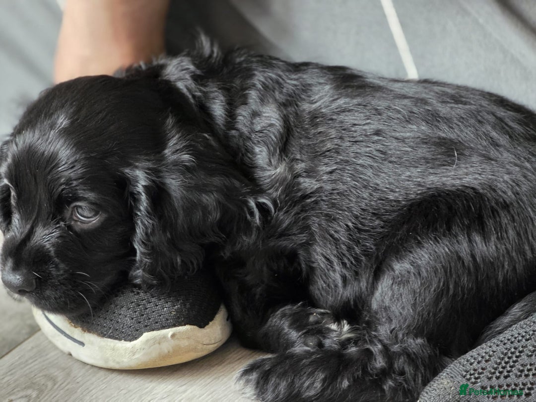 Cocker Spaniel dogs for sale: Boy pup  - Image 1