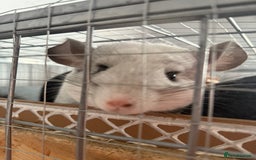 Chinchilla rodents for sale: 3 Chinchillas (family) - Image 8